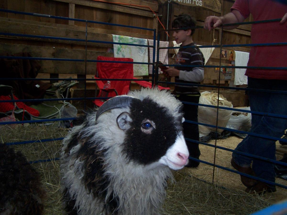 Our breed display has many different fiber animals and breeders willing to share information