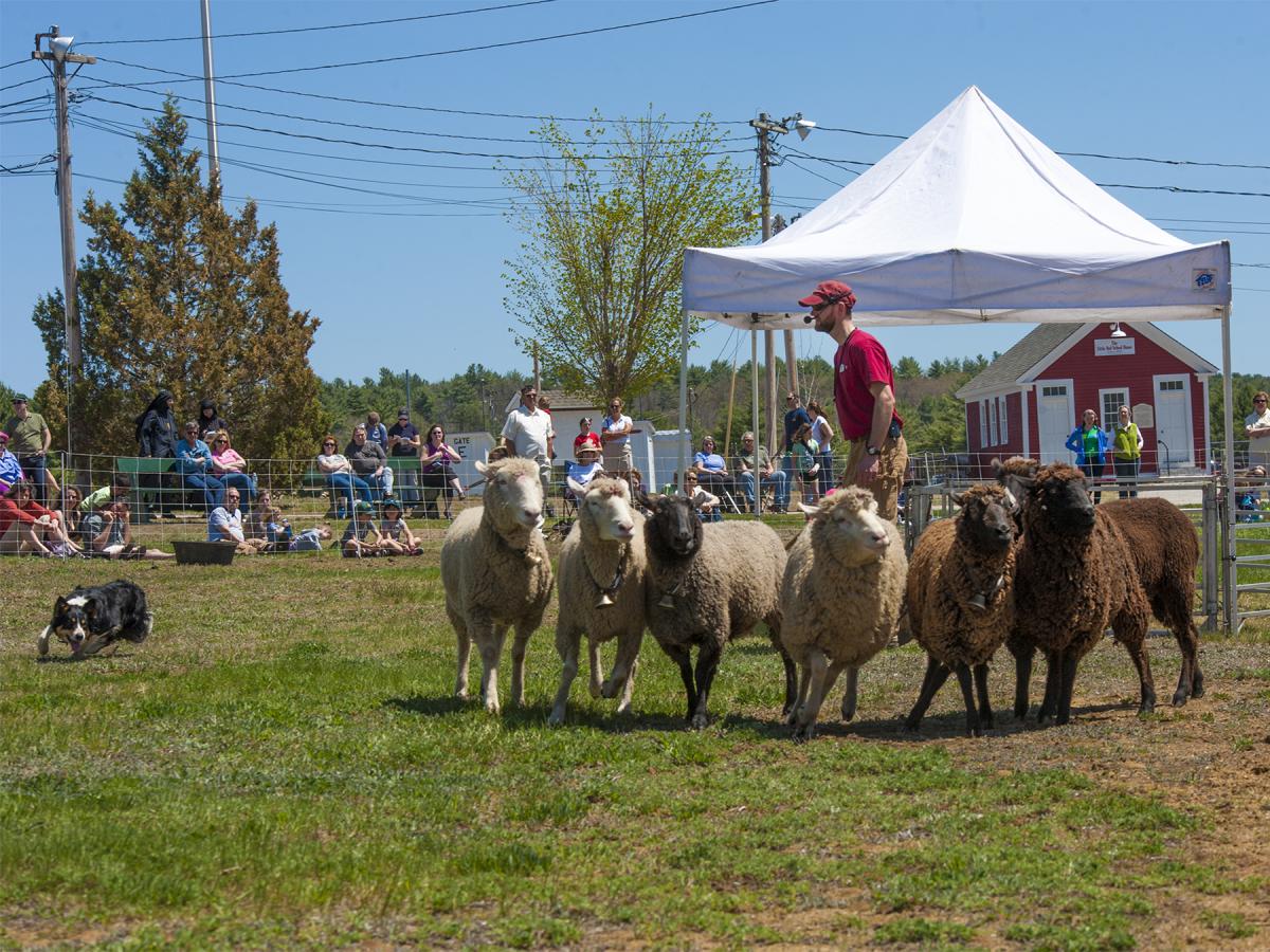 Sheep herding demonstrations are run throughout the festival!