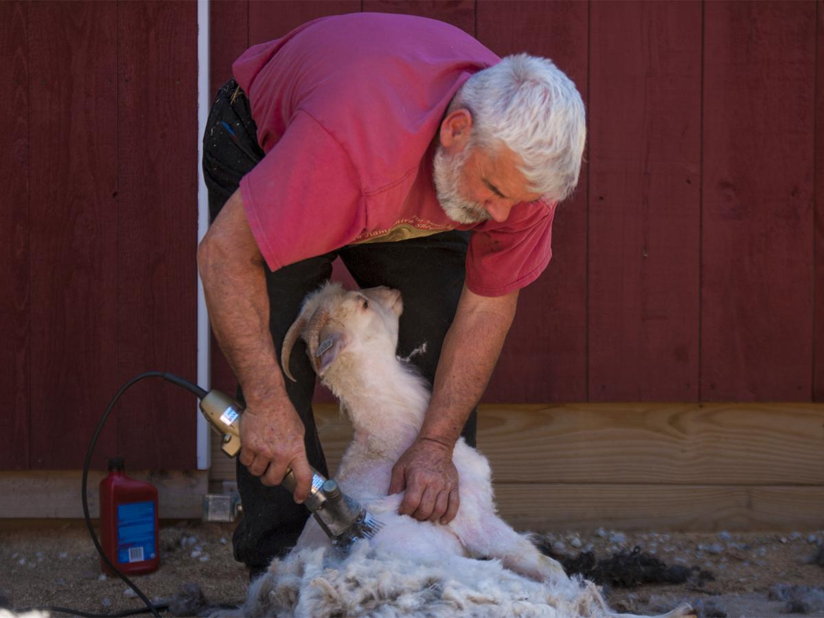 Sheep always feel great after loosing pounds after a hair cut.