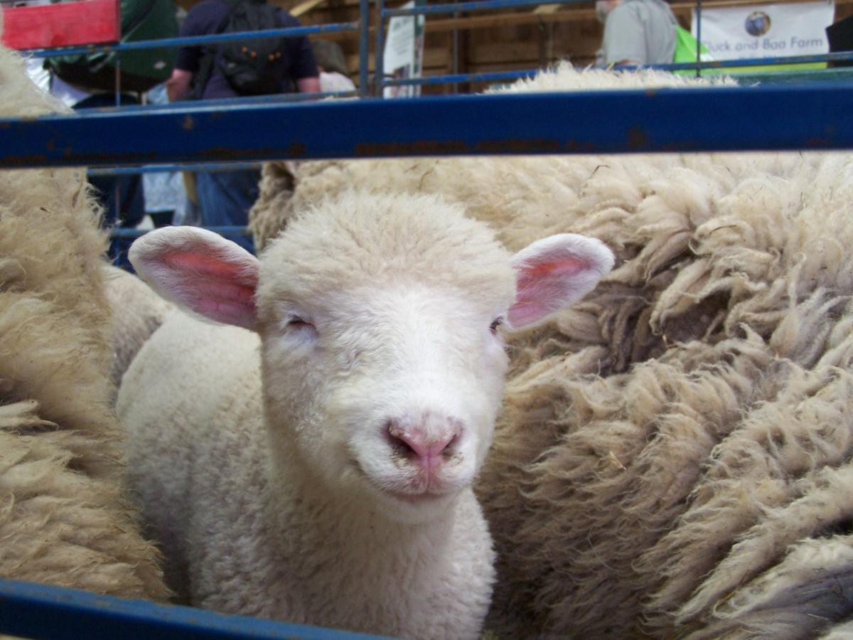 Sheep are located in multiple locations at the festival.
