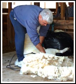 Shearing Demonstrations are always fun to watch