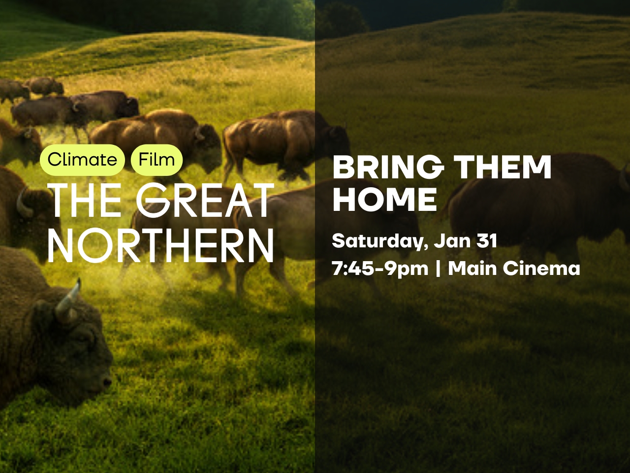 Bring Them Home cover picture