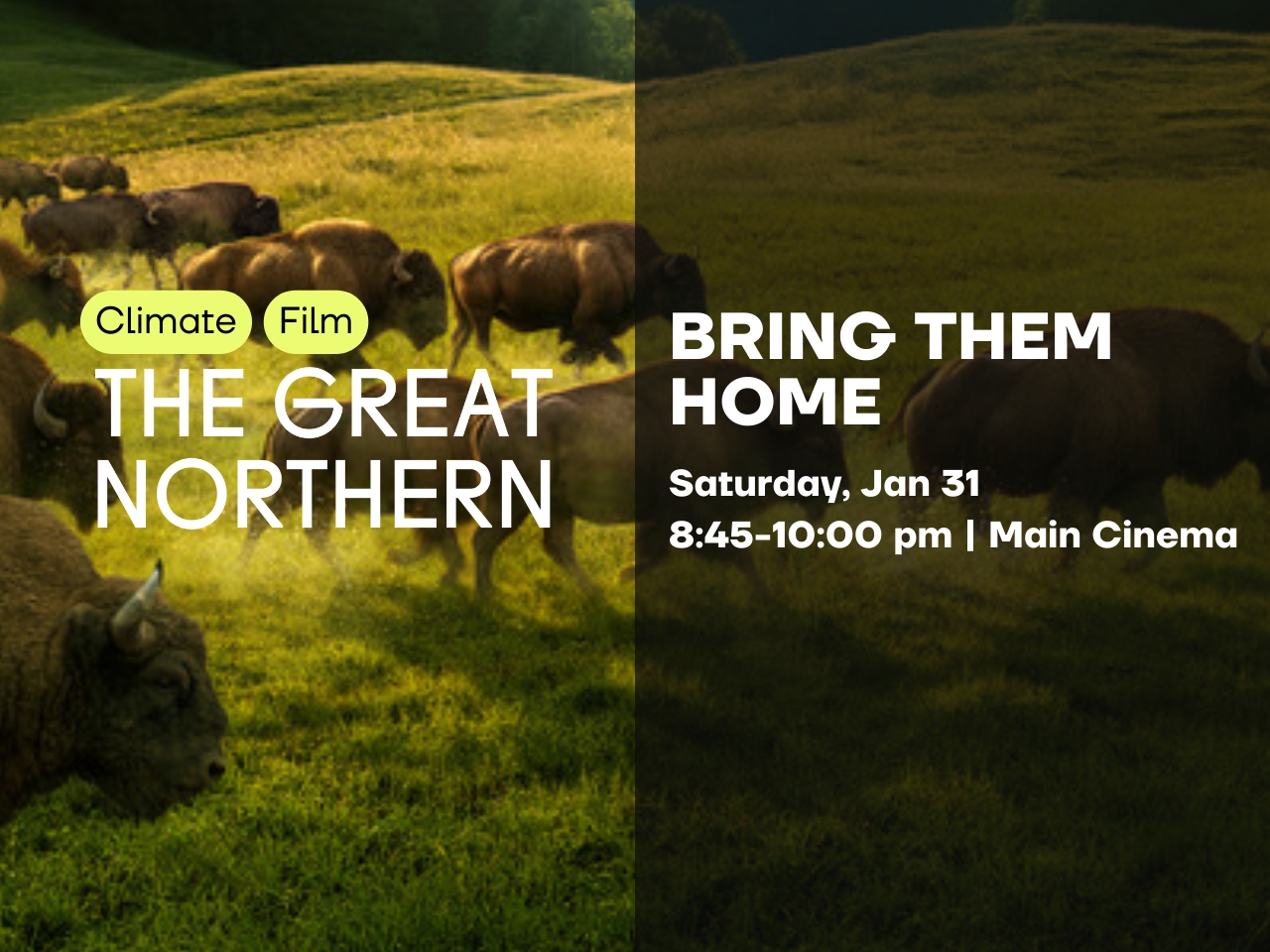 Bring Them Home cover picture