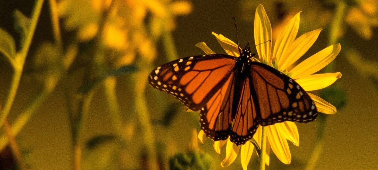 Summer Pollinator Fiesta