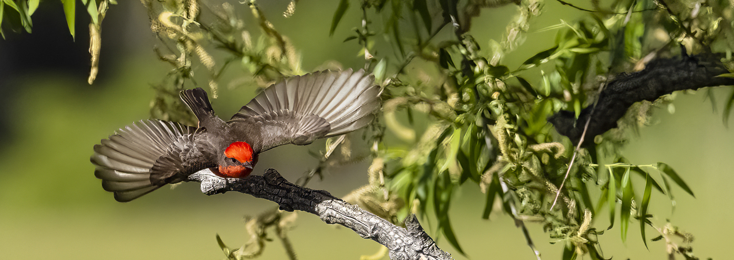 Spring Migrations Celebration
