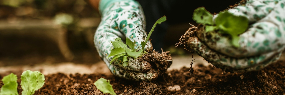 2026 Community Garden