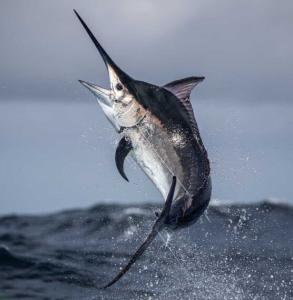 Marlin | $15,000