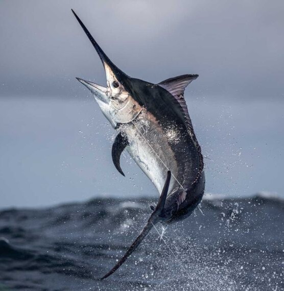 Marlin | $15,000
