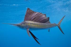 Sailfish | $10,000