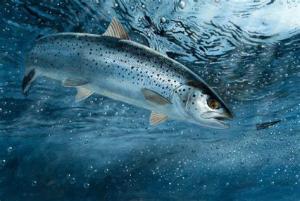 Trout | $2,500