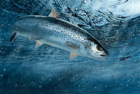 Trout | $2,500