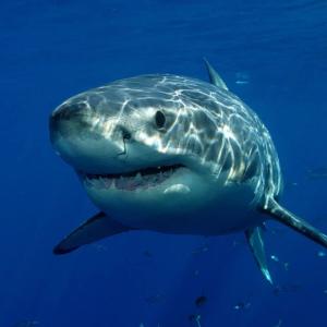 Shark | $25,000