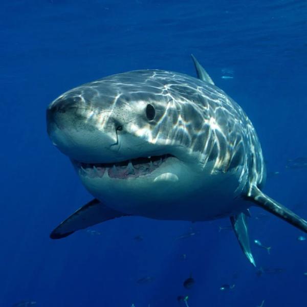 Shark | $25,000