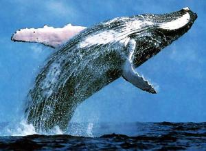 Whale | $50,000