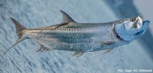 Tarpon | $5,000