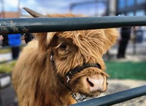 4H Petting Zoo Sign Up
