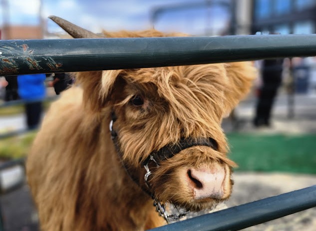4H Petting Zoo Sign Up