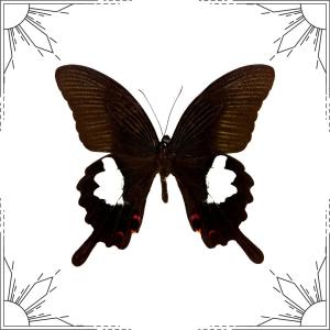 Black-and-white Helen Swallowtail Butterfly cover picture