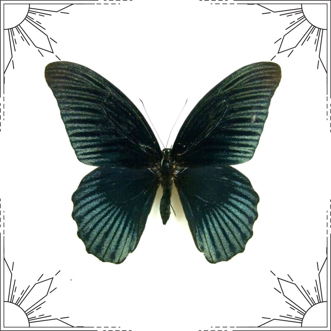Scarlet Mormon Butterfly cover picture