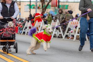 Deck the Paws Parade Participants (Pet Entries)