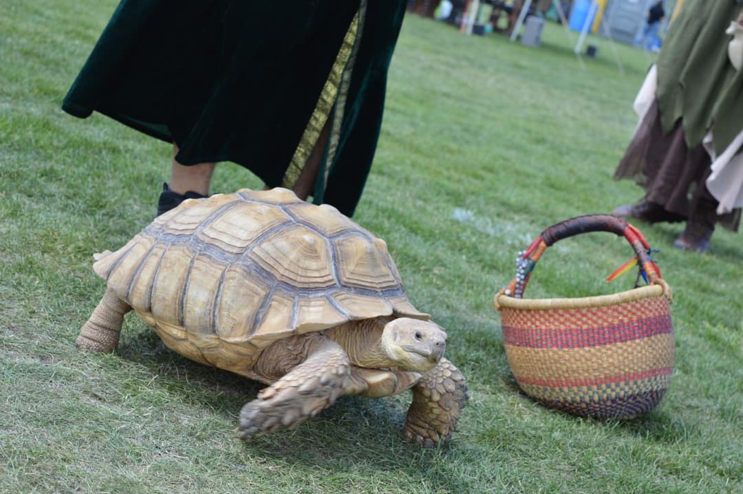 Early-Bird Additional Child to Family 4 Pk Three Day Pass cover picture