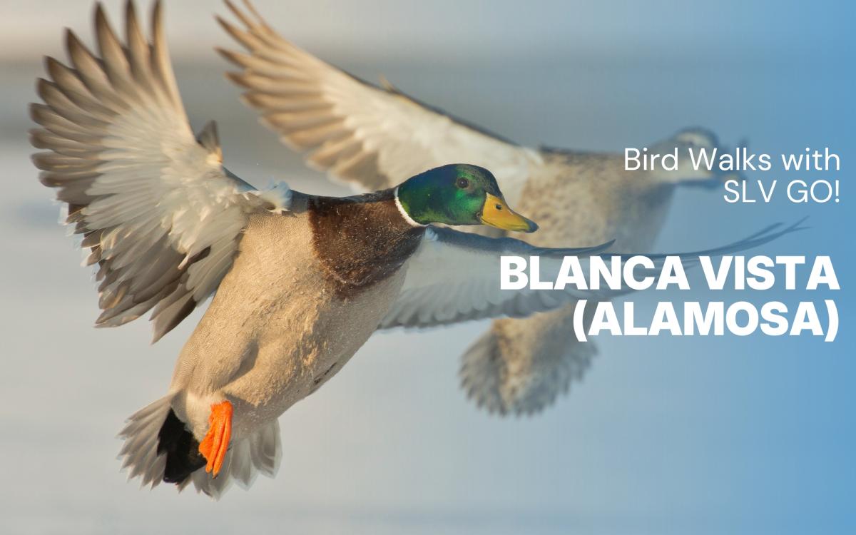 Bird Walks with SLV GO! - Blanca Vista Trails cover picture