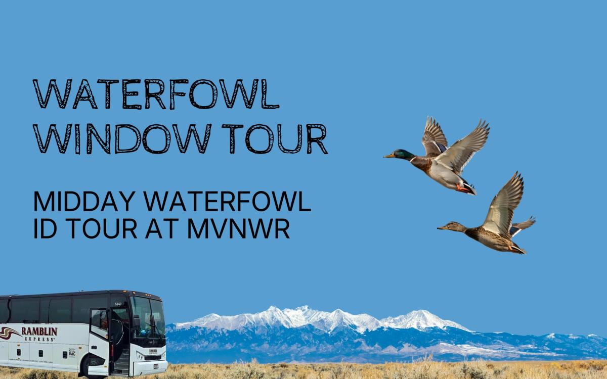 Midday Waterfowl ID Bus Tour cover picture