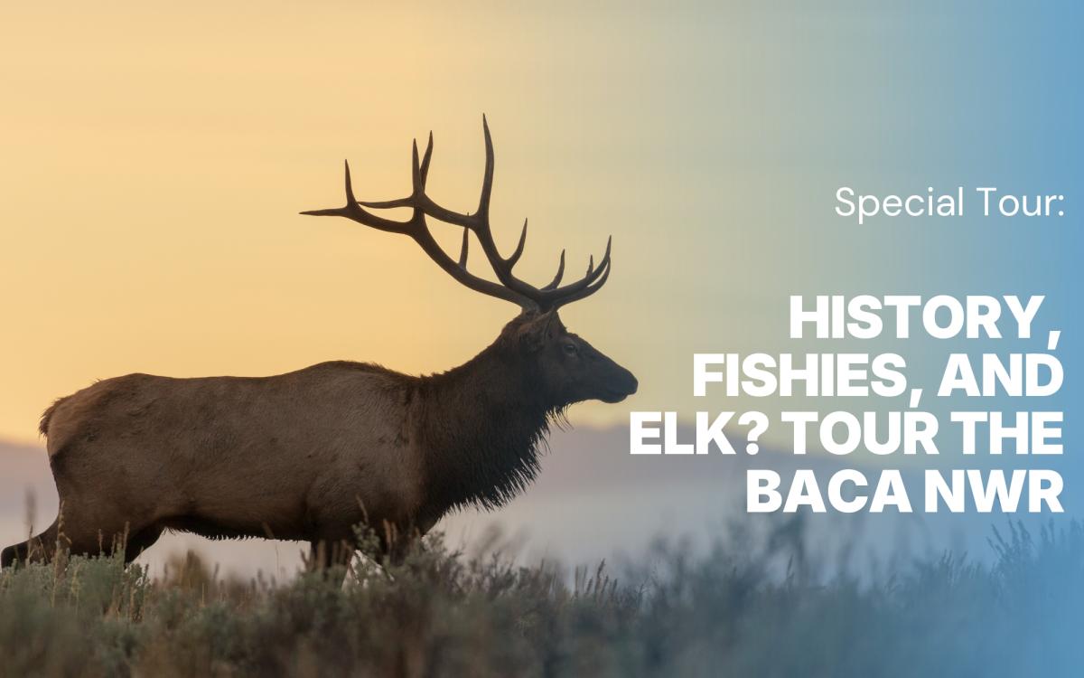 History, Fishies, and Elk? Tour the Baca NWR cover picture