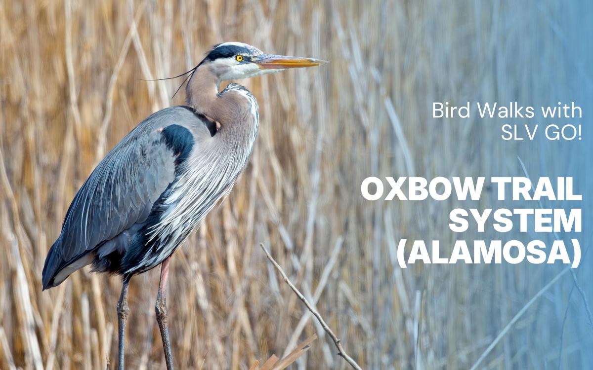 Bird Walks with SLV GO! - Oxbow Trail System cover picture