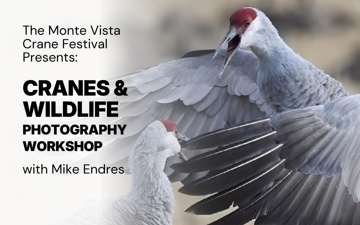 Cranes & Wildlife Photography Workshop cover picture