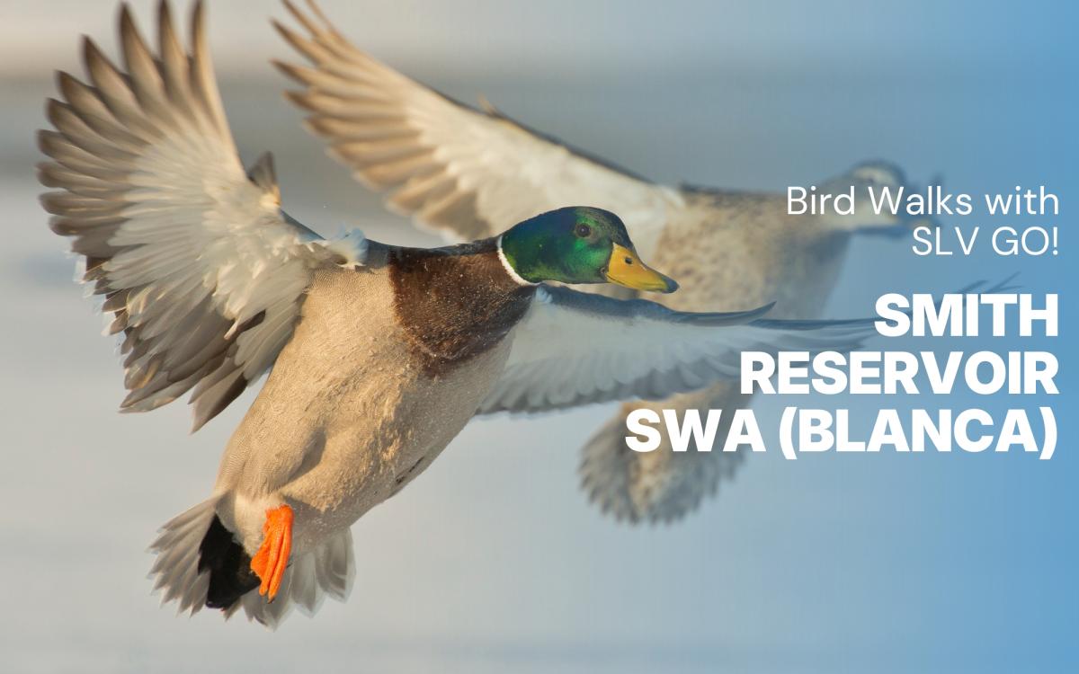 Bird Walks with SLV GO! - Smith Reservoir SWA cover picture