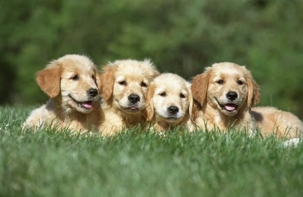 Puppy Party - TEST