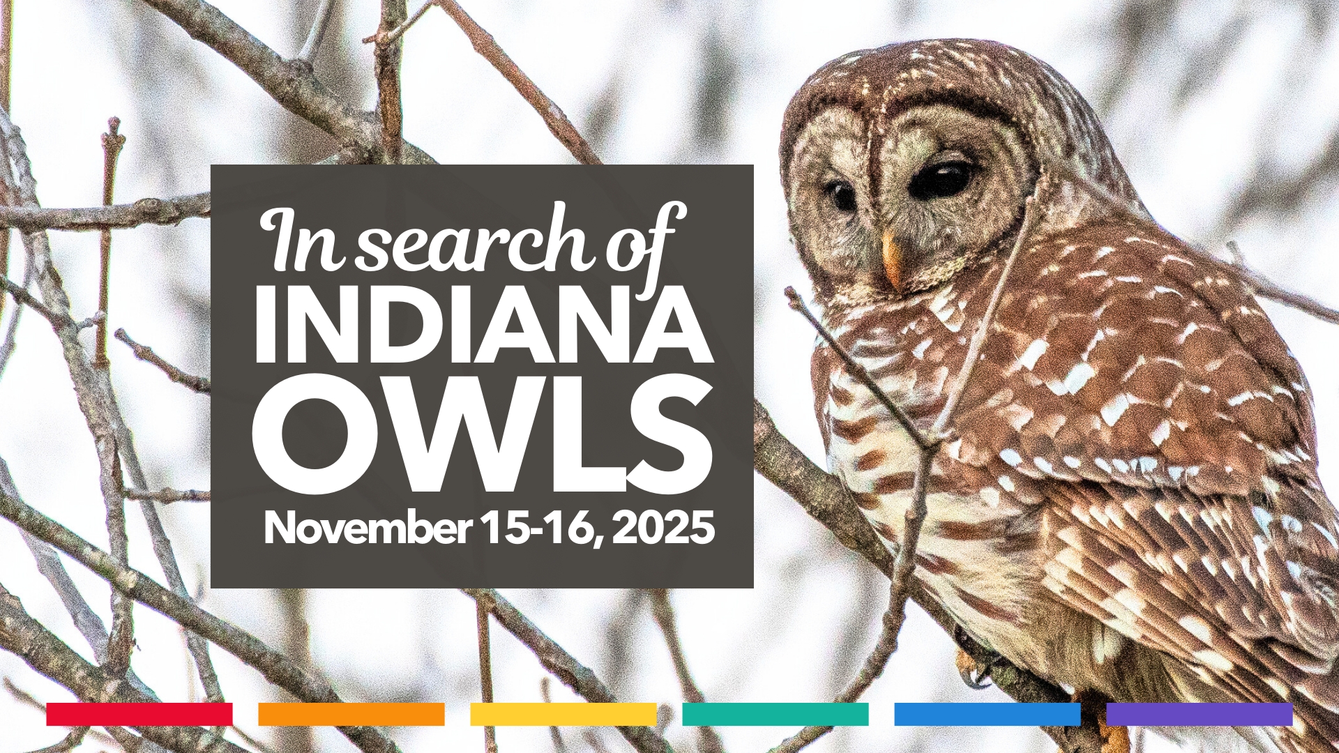 Rainbow Birders In Search of Owls cover picture