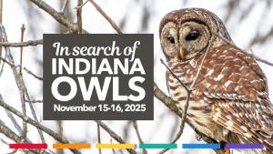 Rainbow Birders In Search of Owls cover picture