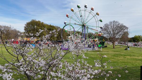 2026 Cherry Blossom Festival Group Tickets