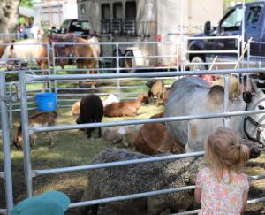 Cedar Creek  Park Entertainment Vendor Application Strawberry Festival 2026