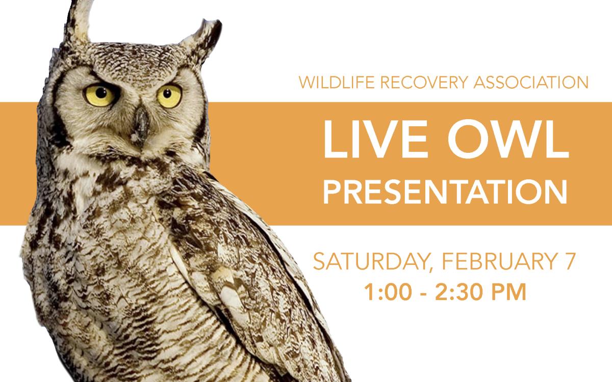 LIVE Owl Presentation (Afternoon) cover picture