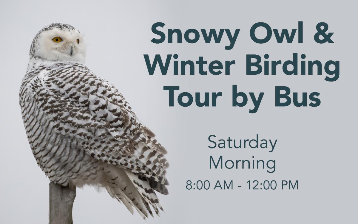 Snowy Owl & Winter Birding Tour - Saturday Morning cover picture
