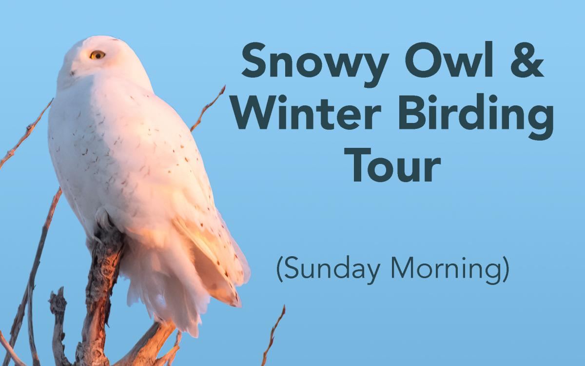 Snowy Owl & Winter Birding Tour (SUNDAY) cover picture