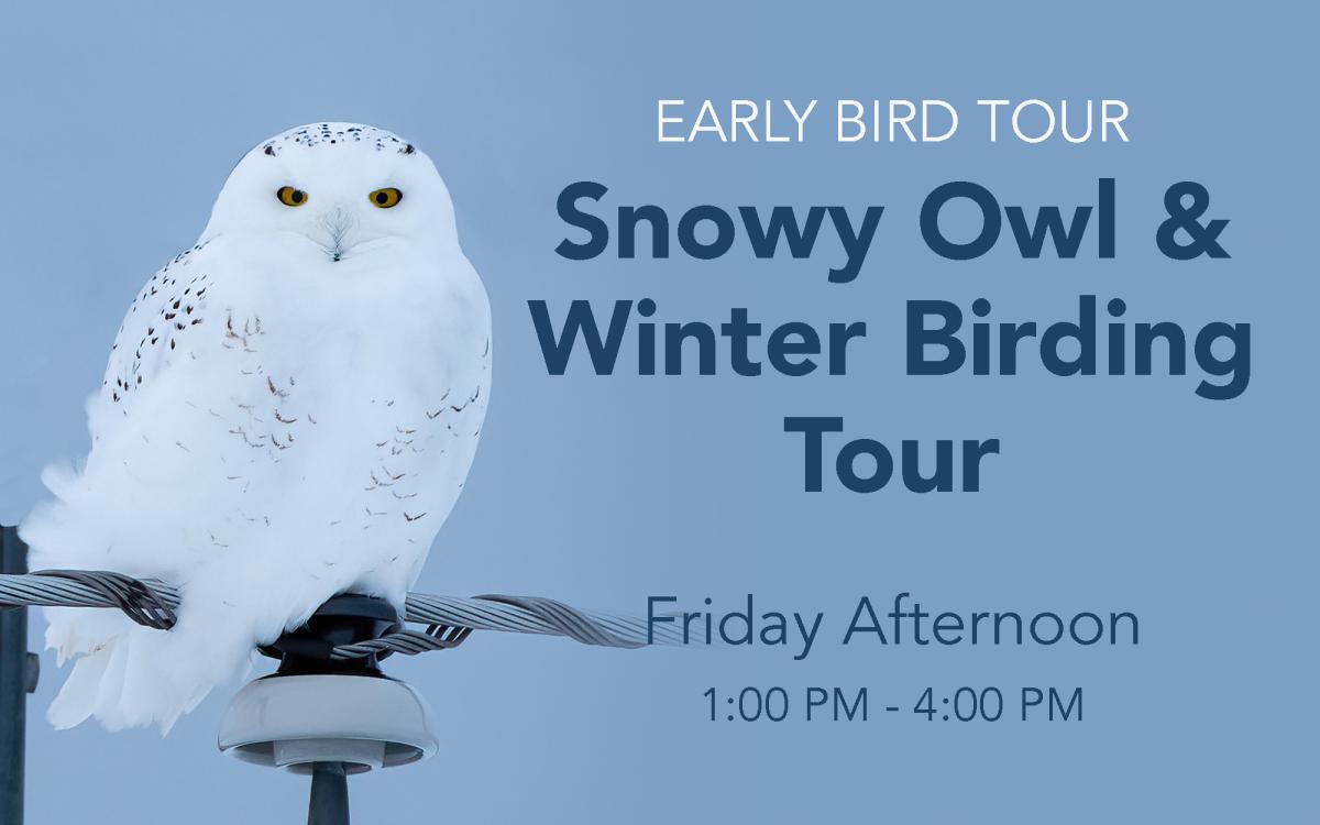 Snowy Owl & Winter Birding Tour (FRIDAY) cover picture