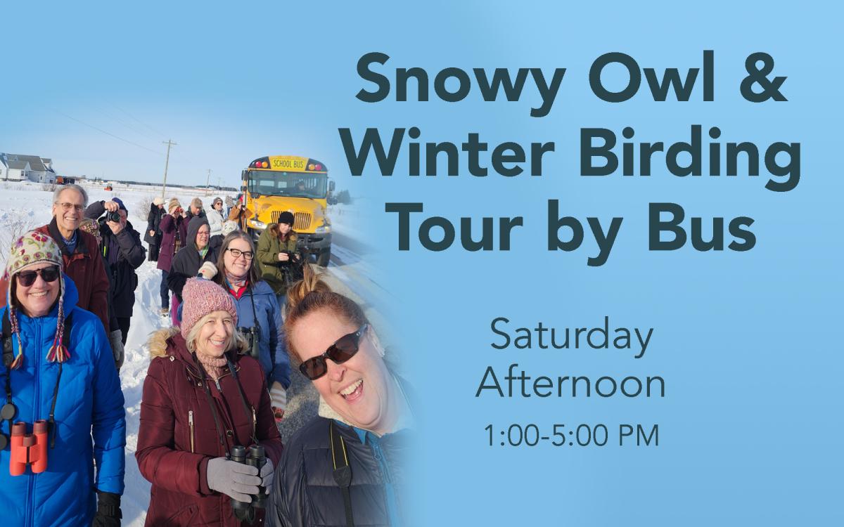 Snowy Owl & Winter Birding Tour - Saturday Afternoon cover picture
