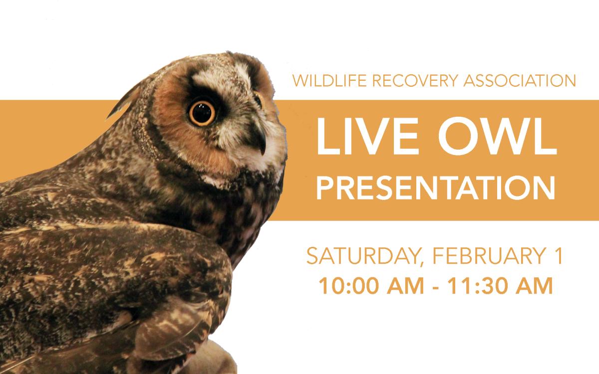 LIVE Owl Presentation (Morning) cover picture