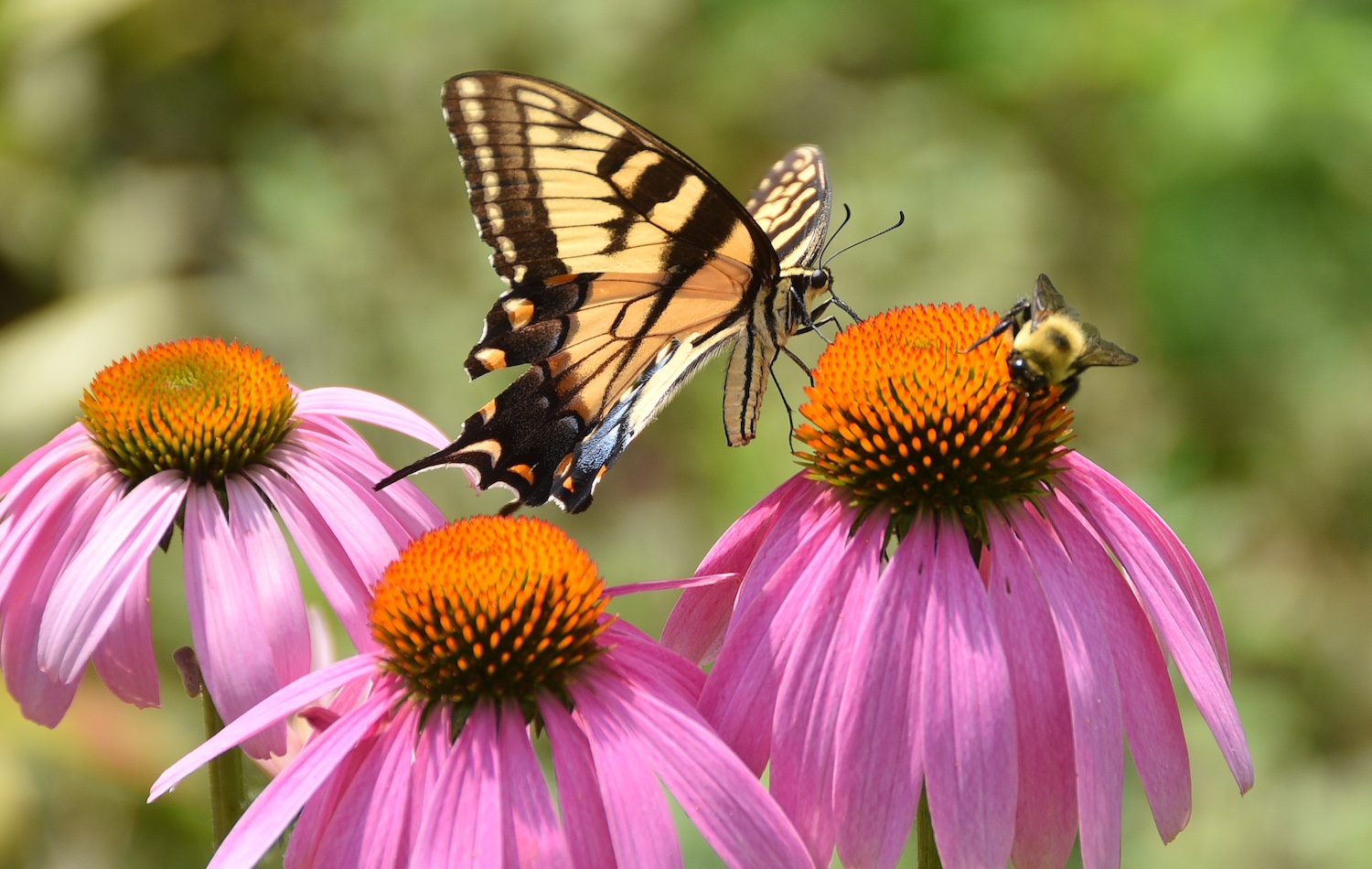 Bees, Butterflies and Beyond with the Pollinator Census - 1:00PM cover picture