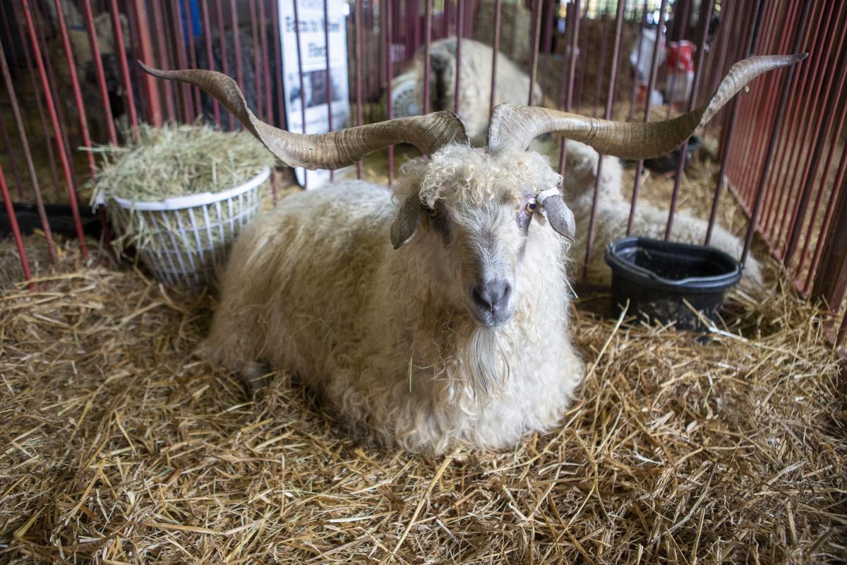 Pygora Goat Show
