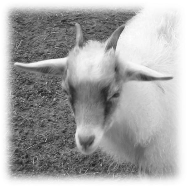 Sponsor Opportunities