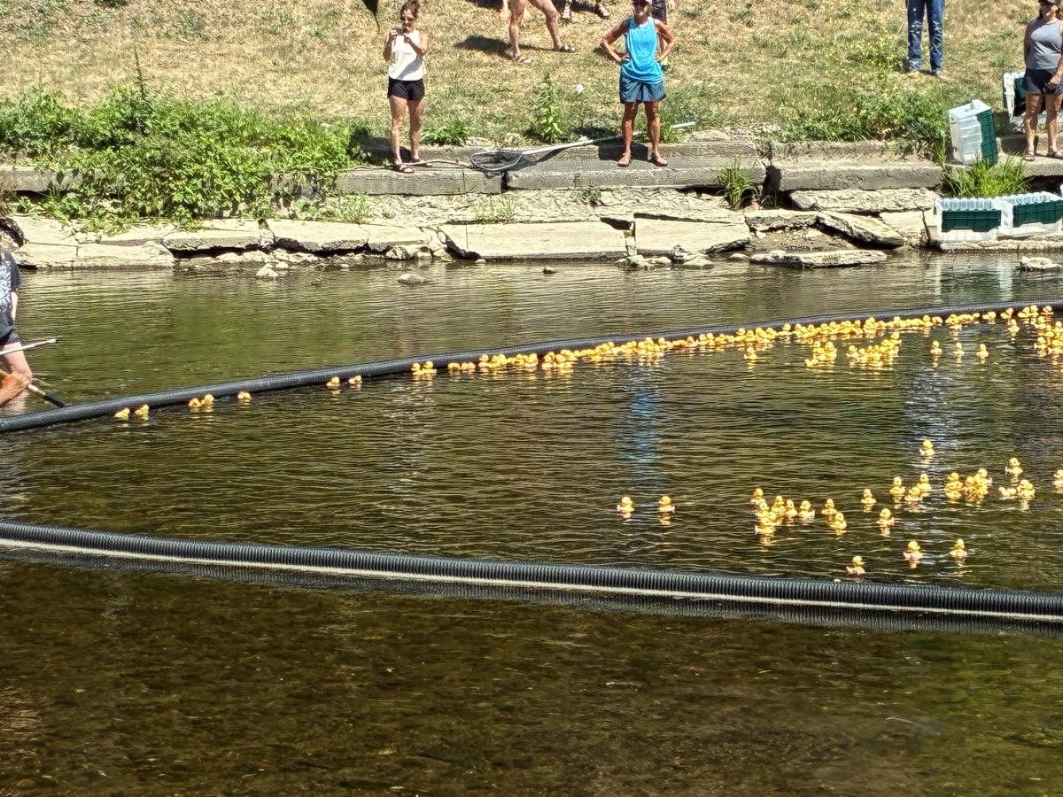 Curwood Festival Duck Race