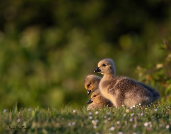 Non-Profit Organizations