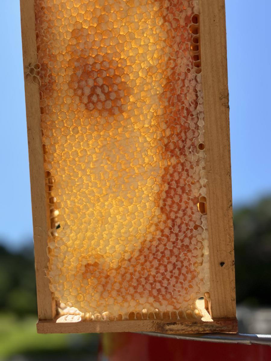 Sat, Beekeeping 101- Rolled Candle or Balm cover picture