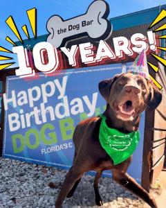 Dog Bar 10 year Anniversary
