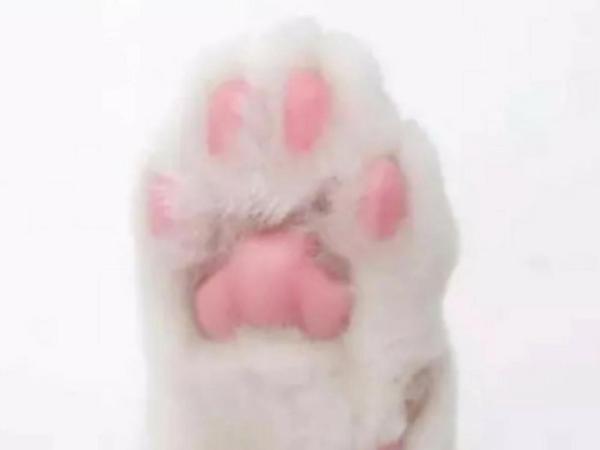 Cat Paw Reader